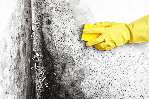 Best Attic Mold Removal  in Suamico, WI