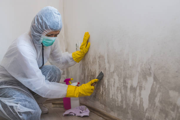 Mold Removal and Inspection in Suamico, WI