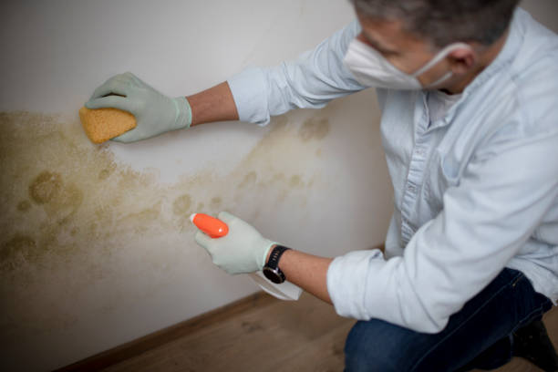 Best Black Mold Removal  in Suamico, WI