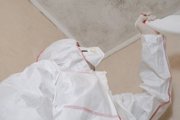 Best Black Mold Removal  in Suamico, WI
