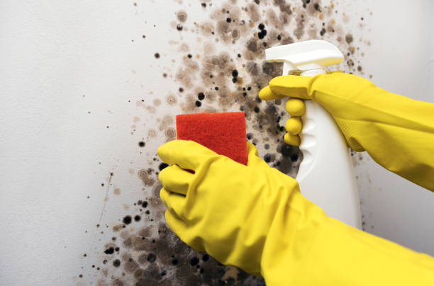 Best Mold Remediation  in Suamico, WI