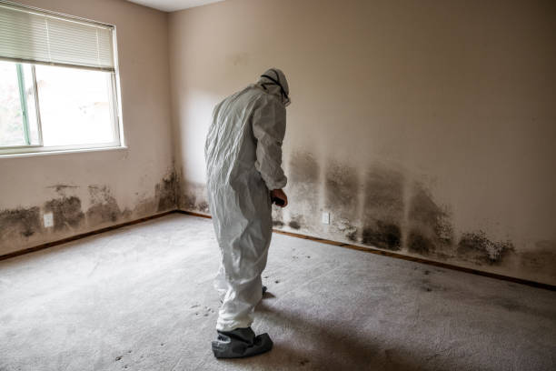 Best Mold Testing  in Suamico, WI