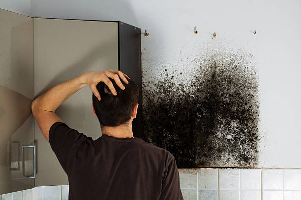 Best Affordable Mold Removal  in Suamico, WI